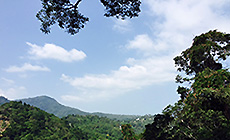 サムイ島の自然の山でジップラインターザン。キャノピーCANOPYとスカイホークアドベンチャーSKYHAWK ADVENTUR