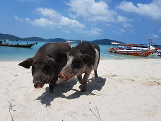 ビーチに豚がいるぞ！タン島マツン島シュノーケルツアー/ピッグアイランド