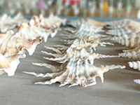 サムイ島の貝殻雑貨みやげお土産