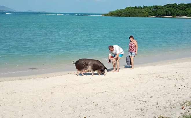 ビーチに豚がいるぞ！タン島マツン島シュノーケルツアー/ピッグアイランド